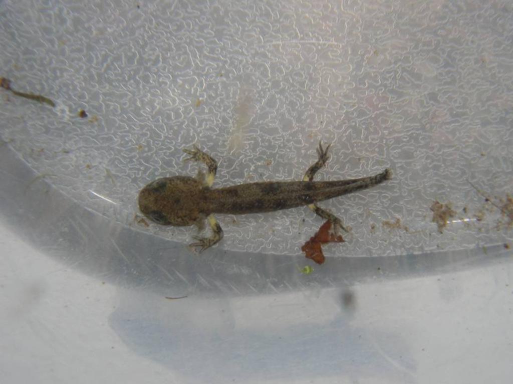 Salamandre gennaiole